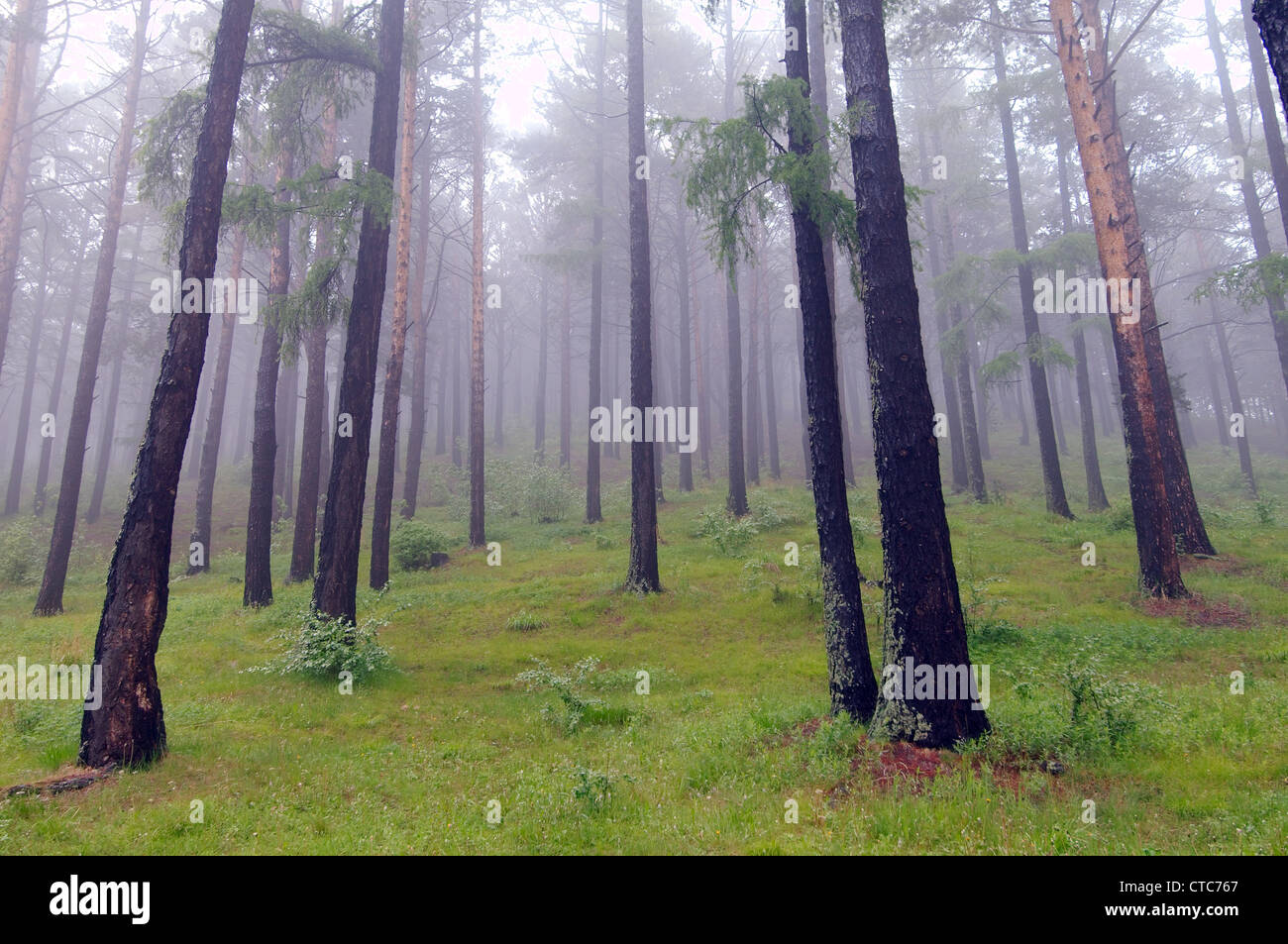 Dans un brouillard de la taïga. Le lac Baïkal, Sibérie, Russie. Banque D'Images