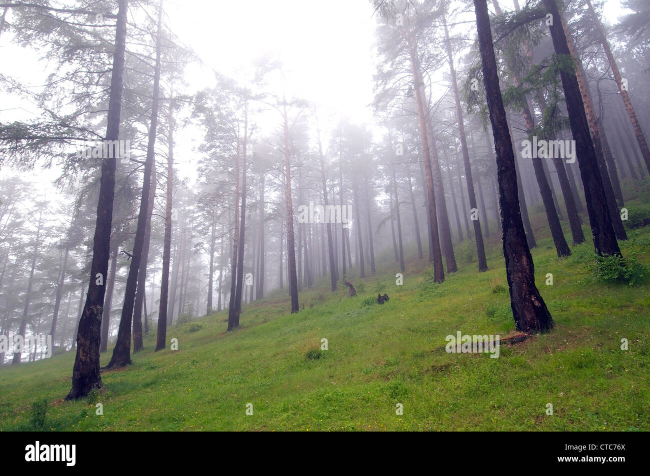 Dans un brouillard de la taïga. Le lac Baïkal, Sibérie, Russie. Banque D'Images