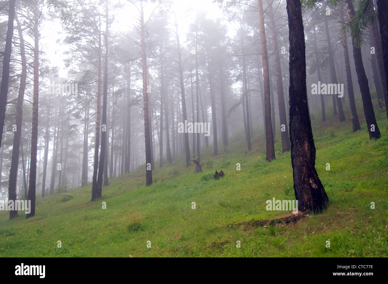 Dans un brouillard de la taïga. Le lac Baïkal, Sibérie, Russie. Banque D'Images