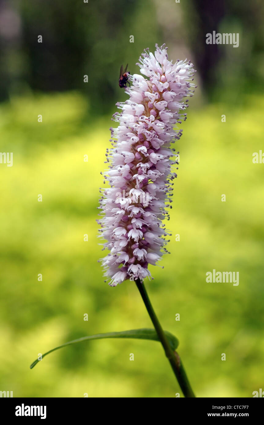 Fleurs sauvages de la Sibérie. Le lac Baïkal, Sibérie, Russie. Banque D'Images