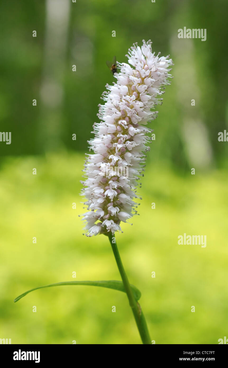 Fleurs sauvages de la Sibérie. Le lac Baïkal, Sibérie, Russie. Banque D'Images
