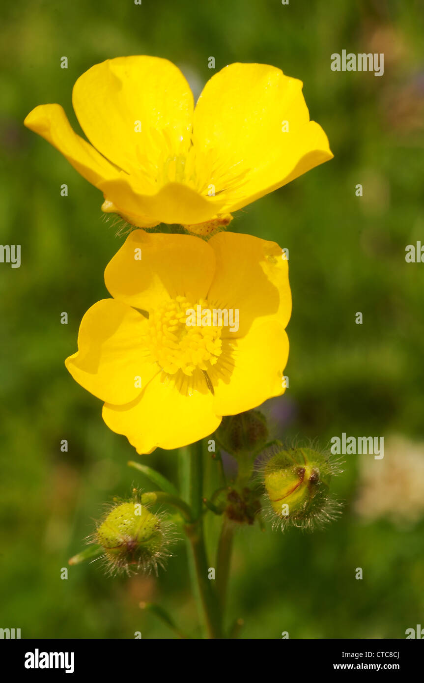 La Renoncule rampante (Ranunculus repens) Lac Baikal, Sibérie, Russie. Banque D'Images