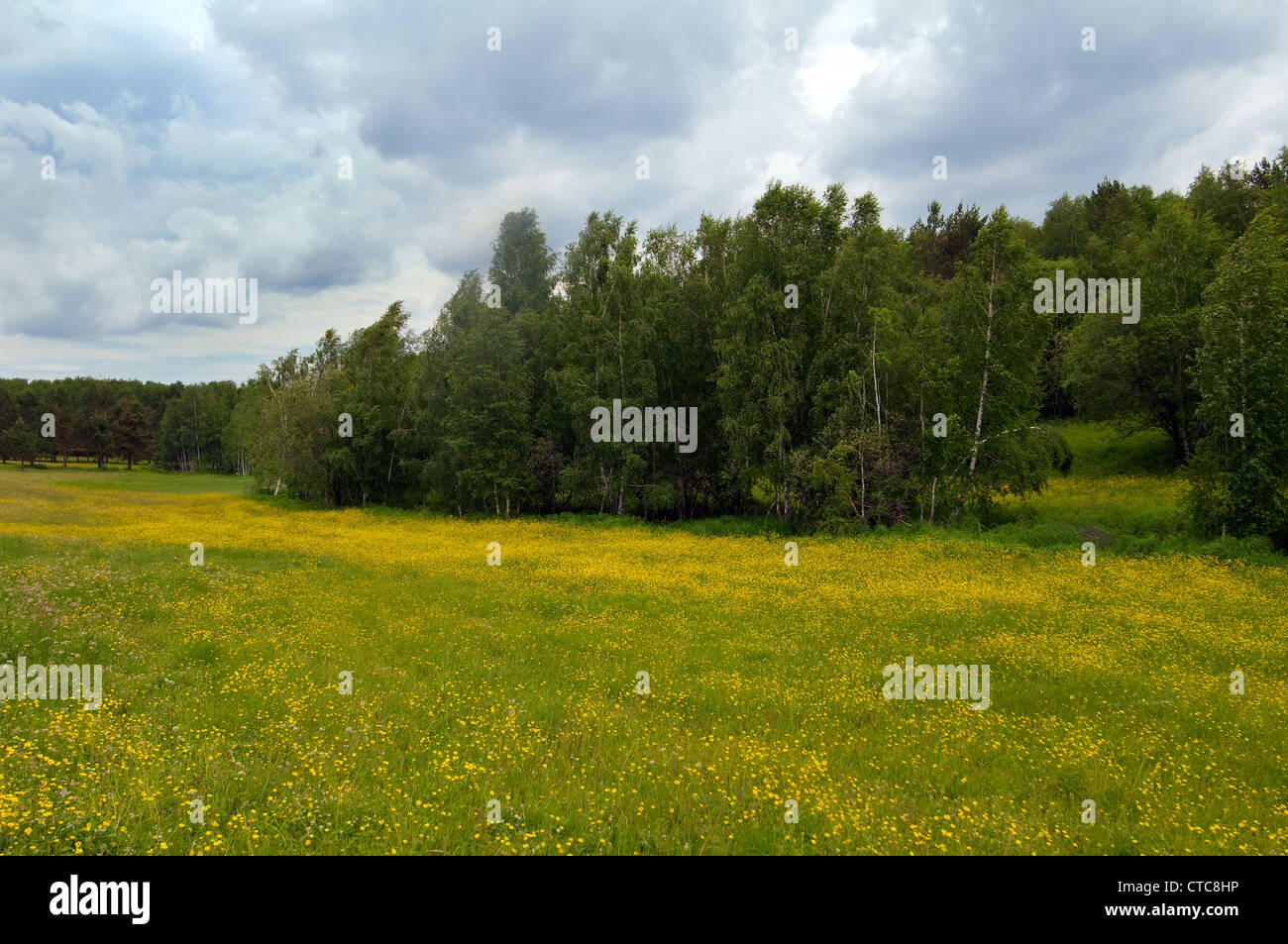 Paysage russe. La Sibérie, de la Fédération de Russie. Banque D'Images