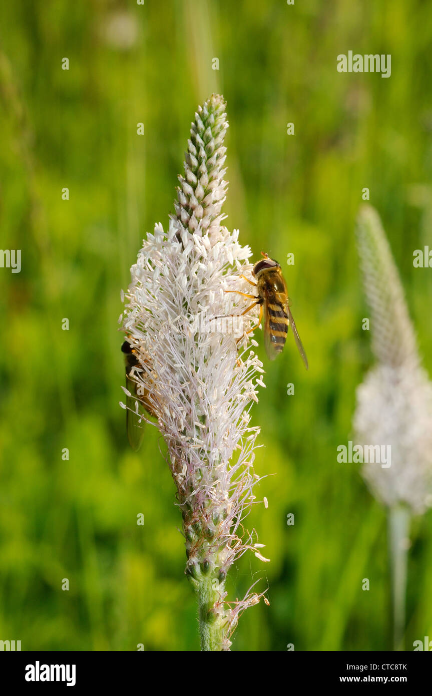 Hoary plantain (Plantago media). Le lac Baïkal, Sibérie, Russie. Banque D'Images