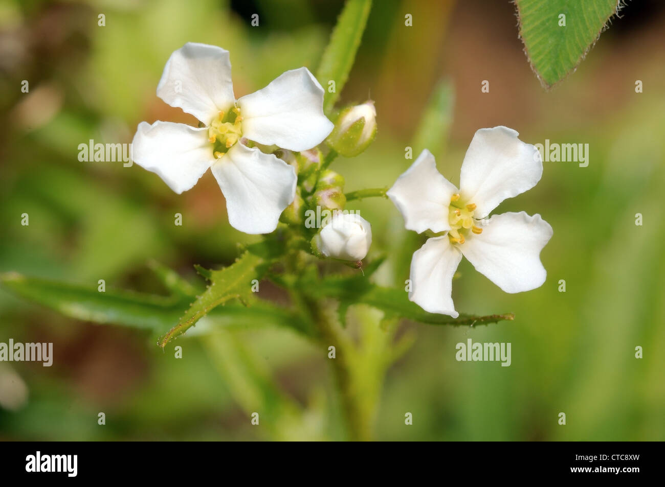 Fleurs sauvages de la Sibérie. Le lac Baïkal, Sibérie, Russie. Banque D'Images