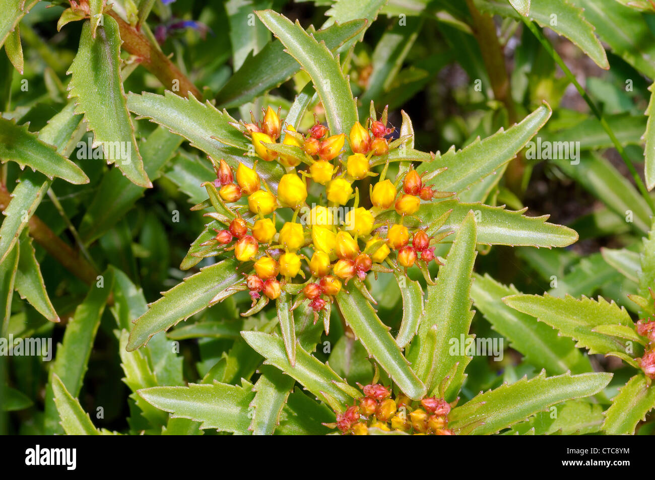 Fleurs sauvages de la Sibérie. Le lac Baïkal, Sibérie, Russie. Banque D'Images