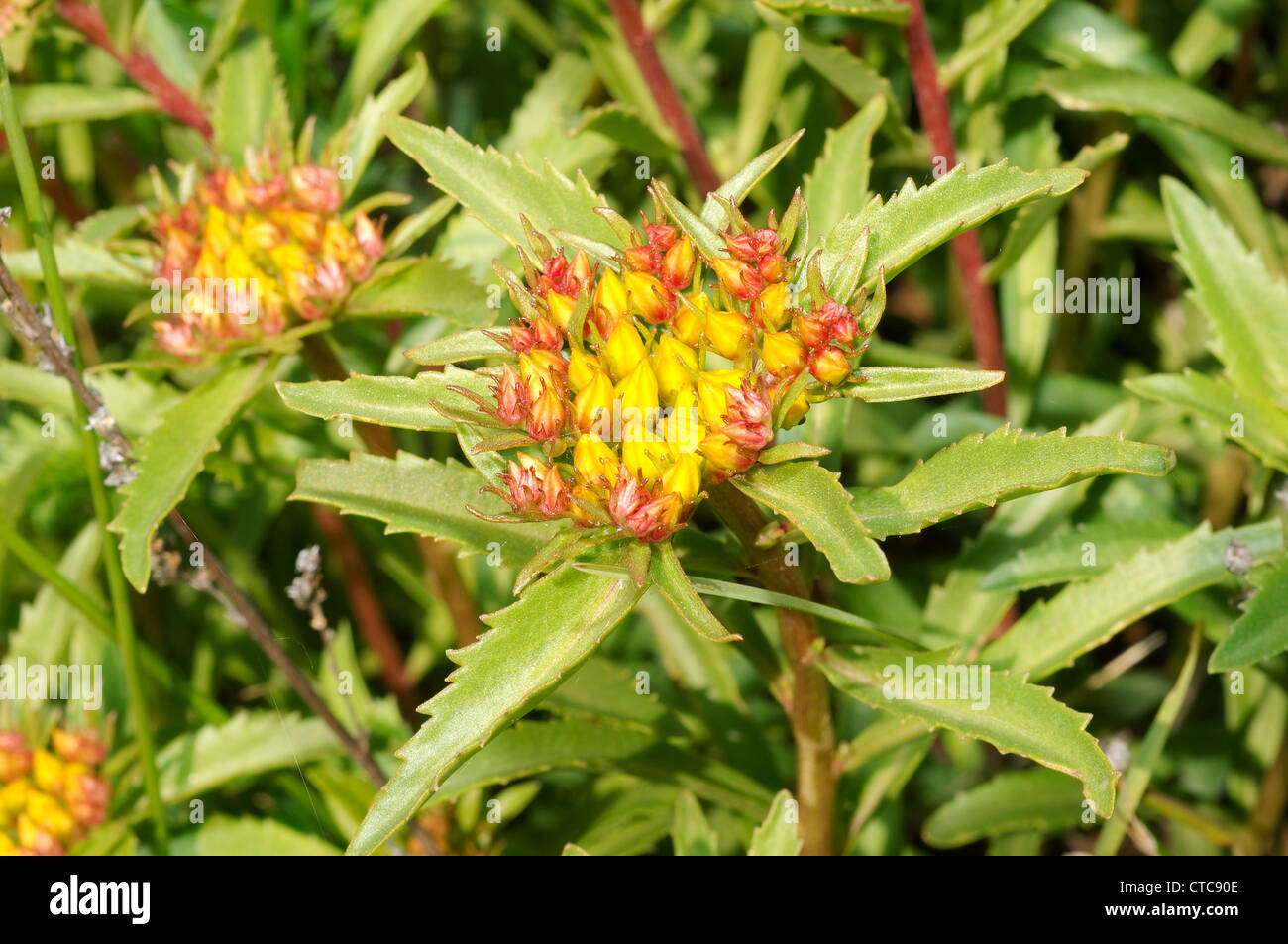 Fleurs sauvages de la Sibérie. Le lac Baïkal, Sibérie, Russie. Banque D'Images