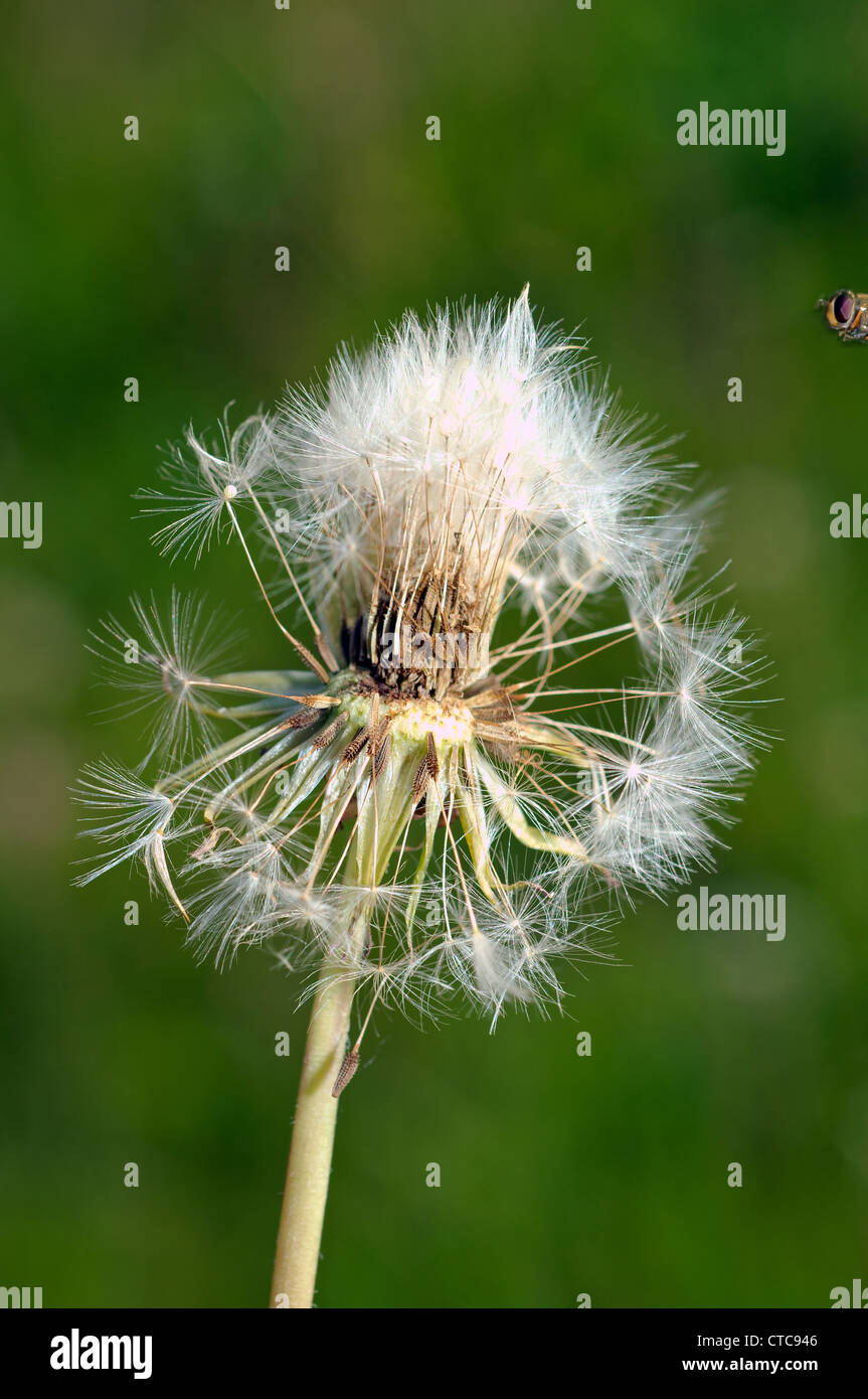 Le pissenlit (Taraxacum). Le lac Baïkal, Sibérie, Russie. Banque D'Images