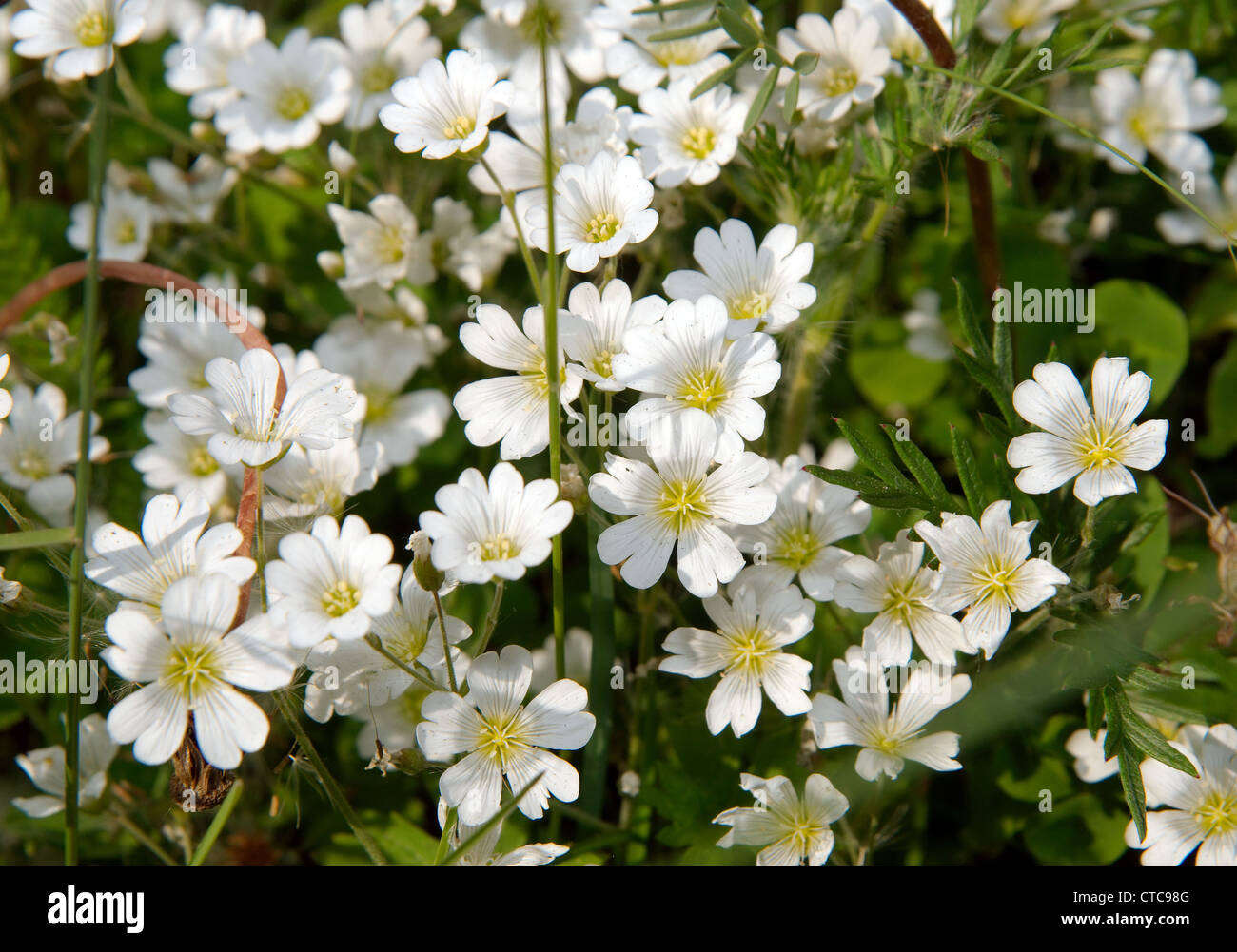 Fleurs sauvages de la Sibérie. Le lac Baïkal, Sibérie, Russie. Banque D'Images