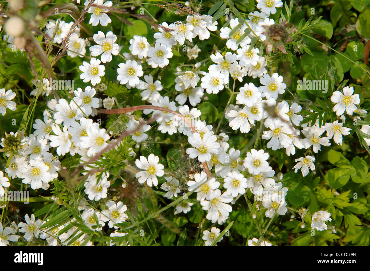 Fleurs sauvages de la Sibérie. Le lac Baïkal, Sibérie, Russie. Banque D'Images