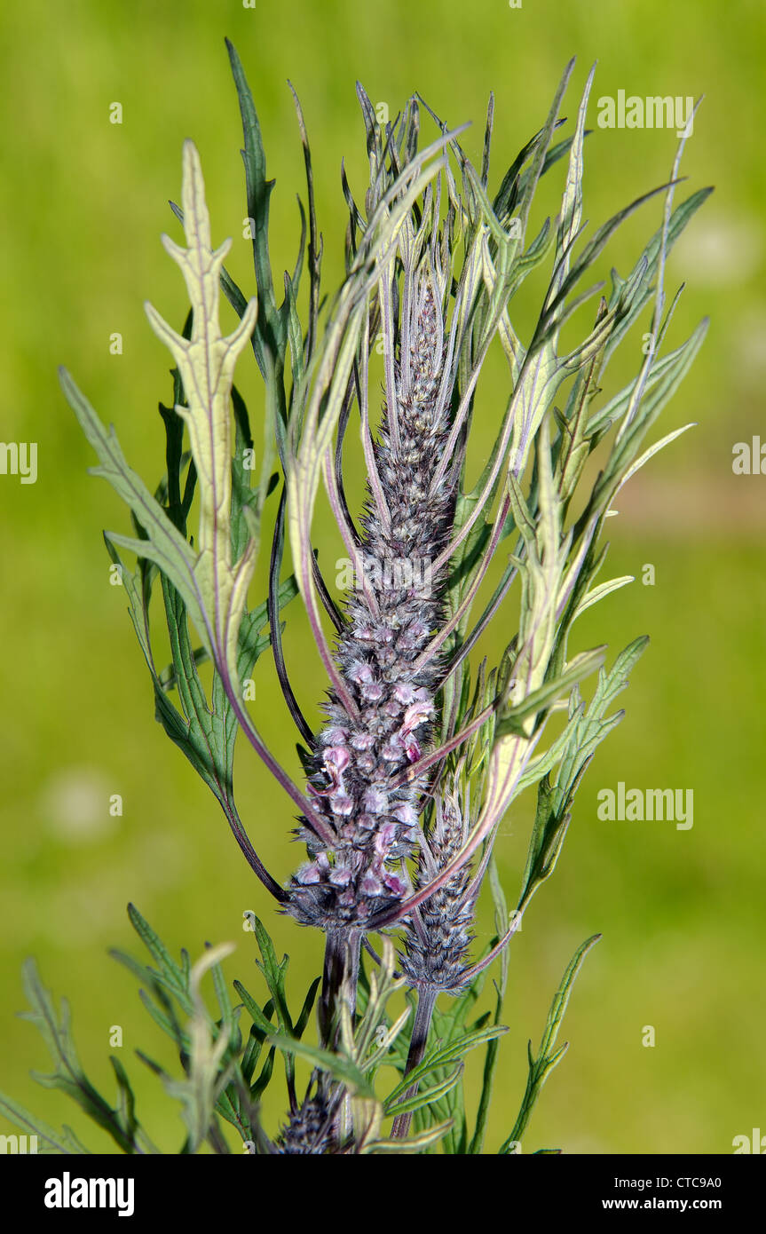 Fleurs sauvages de la Sibérie. Le lac Baïkal, Sibérie, Russie. Banque D'Images
