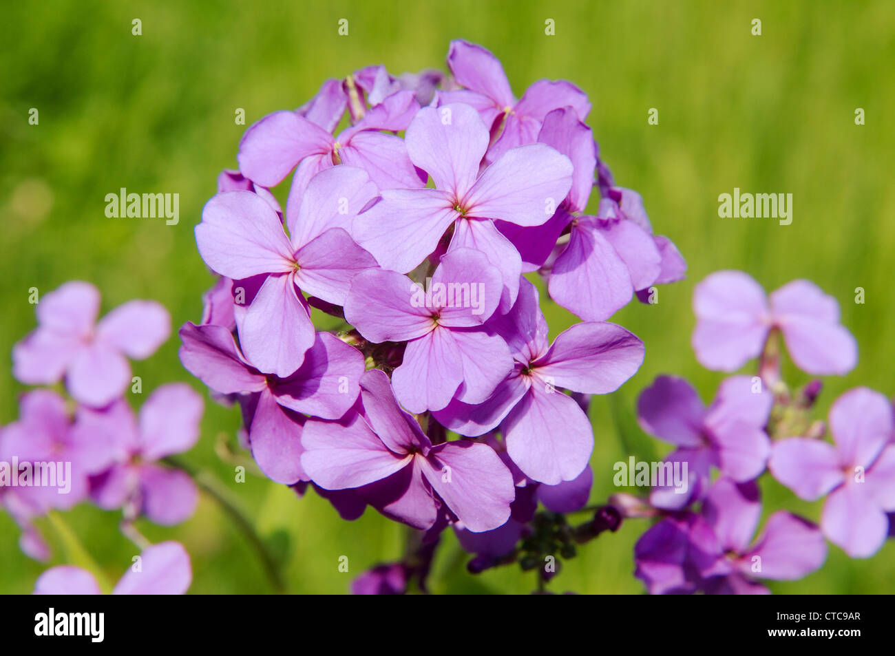 Fleurs sauvages de la Sibérie. Le lac Baïkal, Sibérie, Russie. Banque D'Images