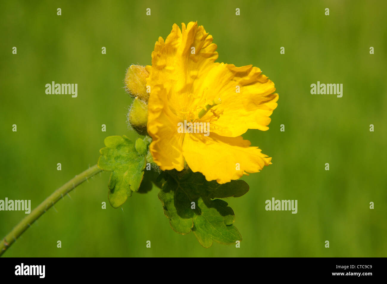 Fleurs sauvages de la Sibérie. Le lac Baïkal, Sibérie, Russie. Banque D'Images