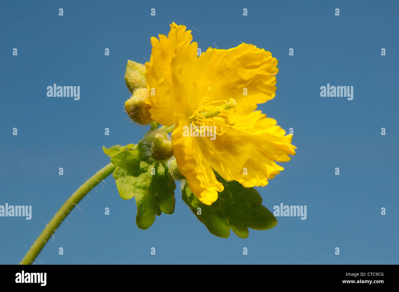 Fleurs sauvages de la Sibérie. Le lac Baïkal, Sibérie, Russie. Banque D'Images
