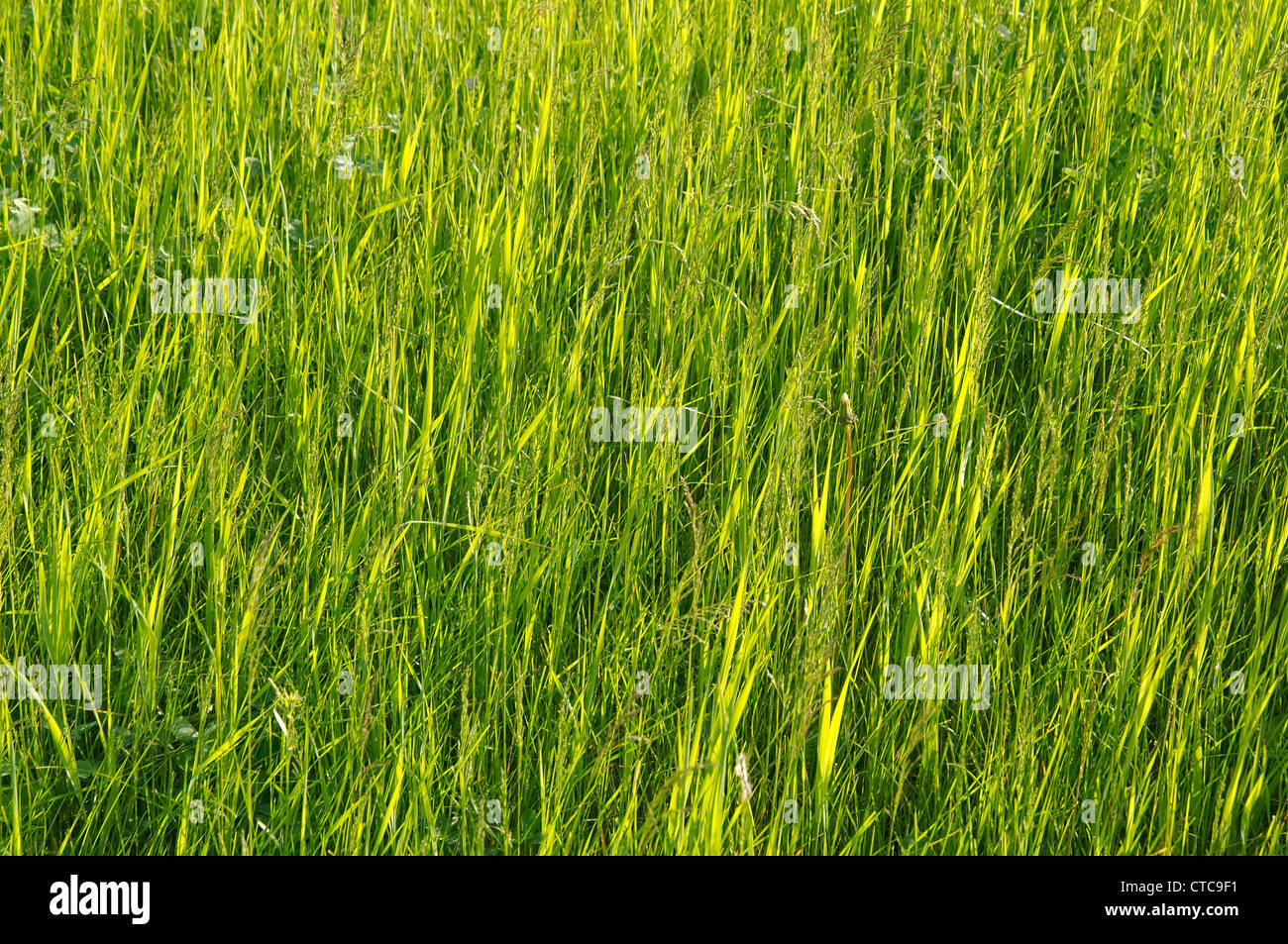 L'herbe verte. Le lac Baïkal, Sibérie, Russie. Banque D'Images