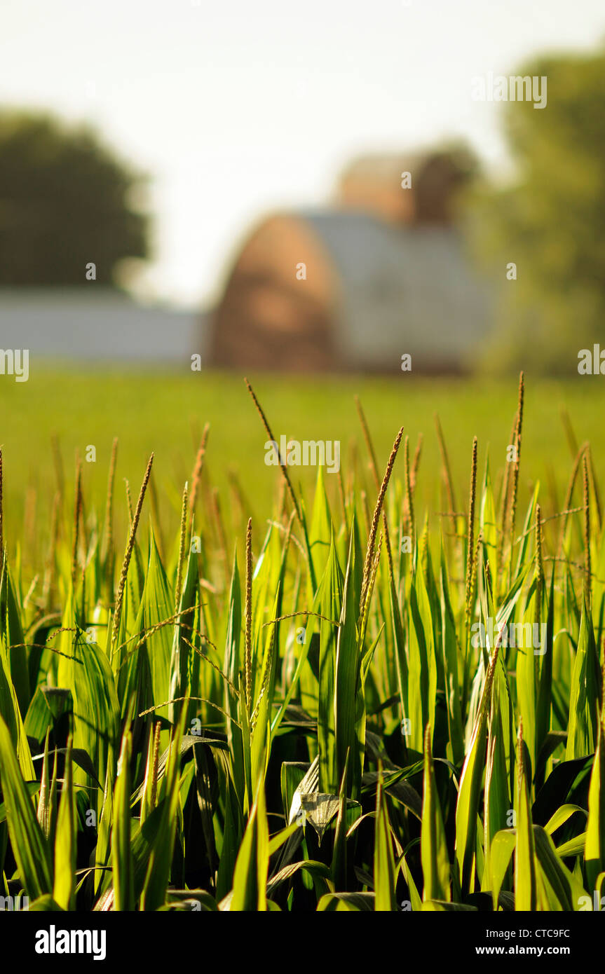 Glands sur maïs en bonne santé dans un champ sur une ferme dans le Midwest des États-Unis. Banque D'Images