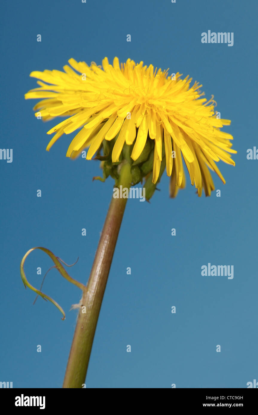 Le pissenlit (Taraxacum). Le lac Baïkal, Sibérie, Russie. Banque D'Images