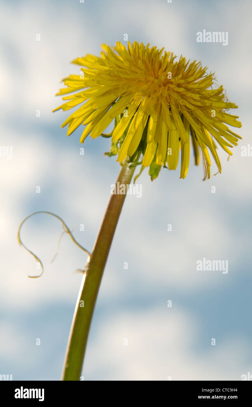 Le pissenlit (Taraxacum). Le lac Baïkal, Sibérie, Russie. Banque D'Images