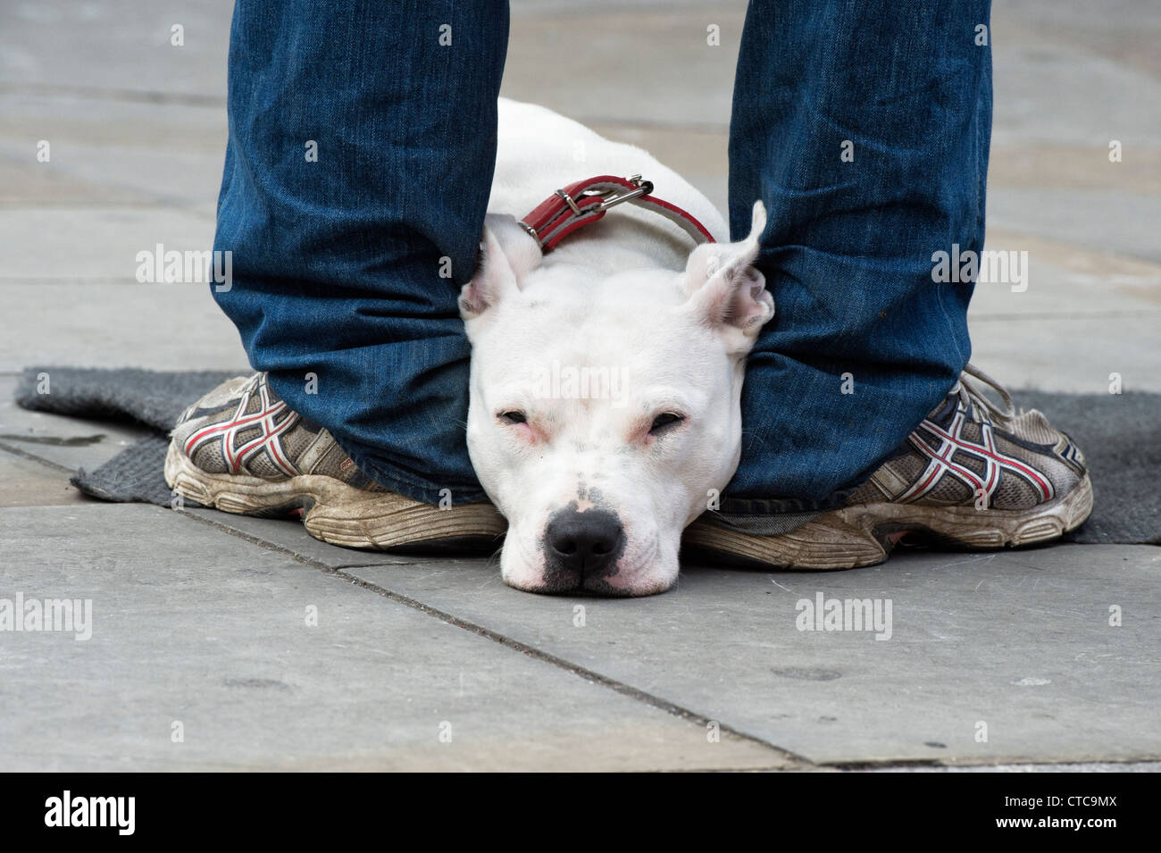 Gros problème vendeur et son Staffordshire Bull Terrier sur une rue de Londres Banque D'Images