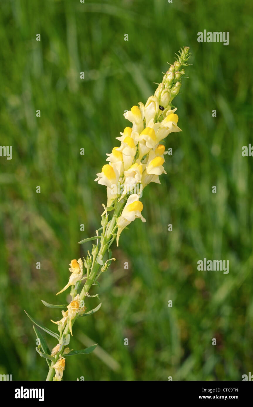 Des gueules-de-dragon, fleur (Antirrhinum). Le lac Baïkal, Sibérie, Russie. Banque D'Images