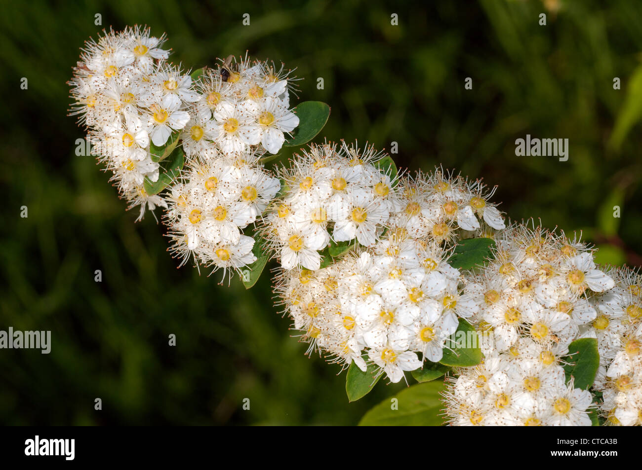 Fleurs sauvages de la Sibérie. Le lac Baïkal, Sibérie, Russie. Banque D'Images