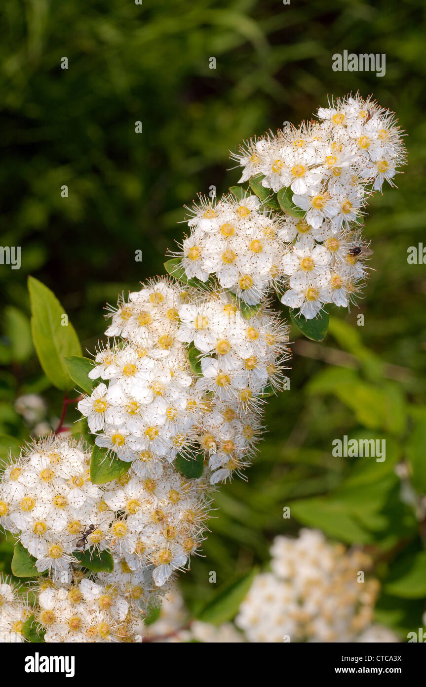 Fleurs sauvages de la Sibérie. Le lac Baïkal, Sibérie, Russie. Banque D'Images