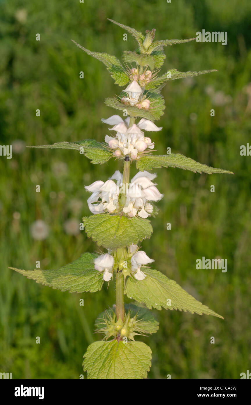 L'ortie blanche, blanc dead-nettle (Lamium album). Le lac Baïkal, Sibérie, Russie. Banque D'Images