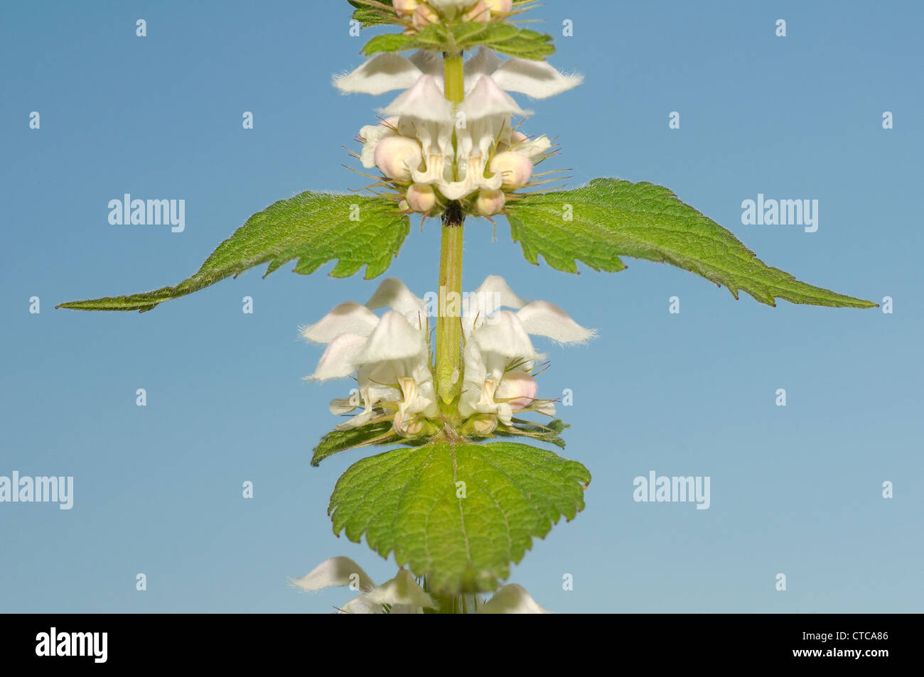L'ortie blanche, blanc dead-nettle (Lamium album). Le lac Baïkal, Sibérie, Russie. Banque D'Images