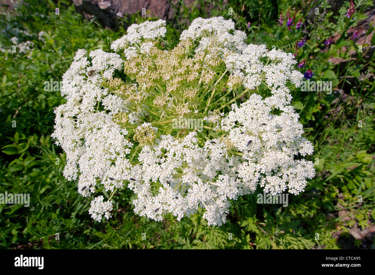 Fleurs sauvages de la Sibérie. Le lac Baïkal, Sibérie, Russie. Banque D'Images
