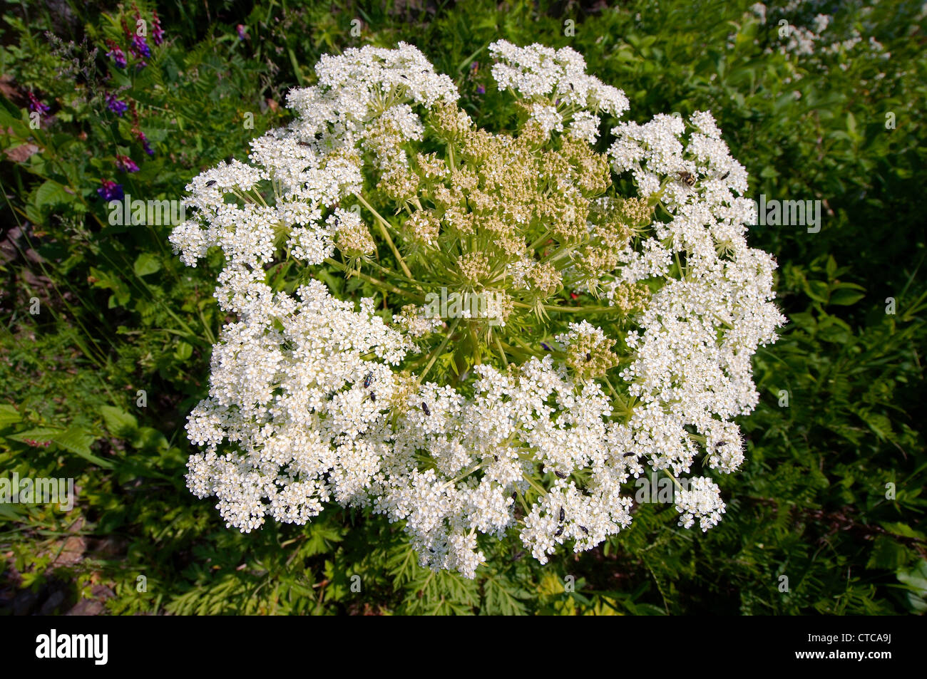 Fleurs sauvages de la Sibérie. Le lac Baïkal, Sibérie, Russie. Banque D'Images