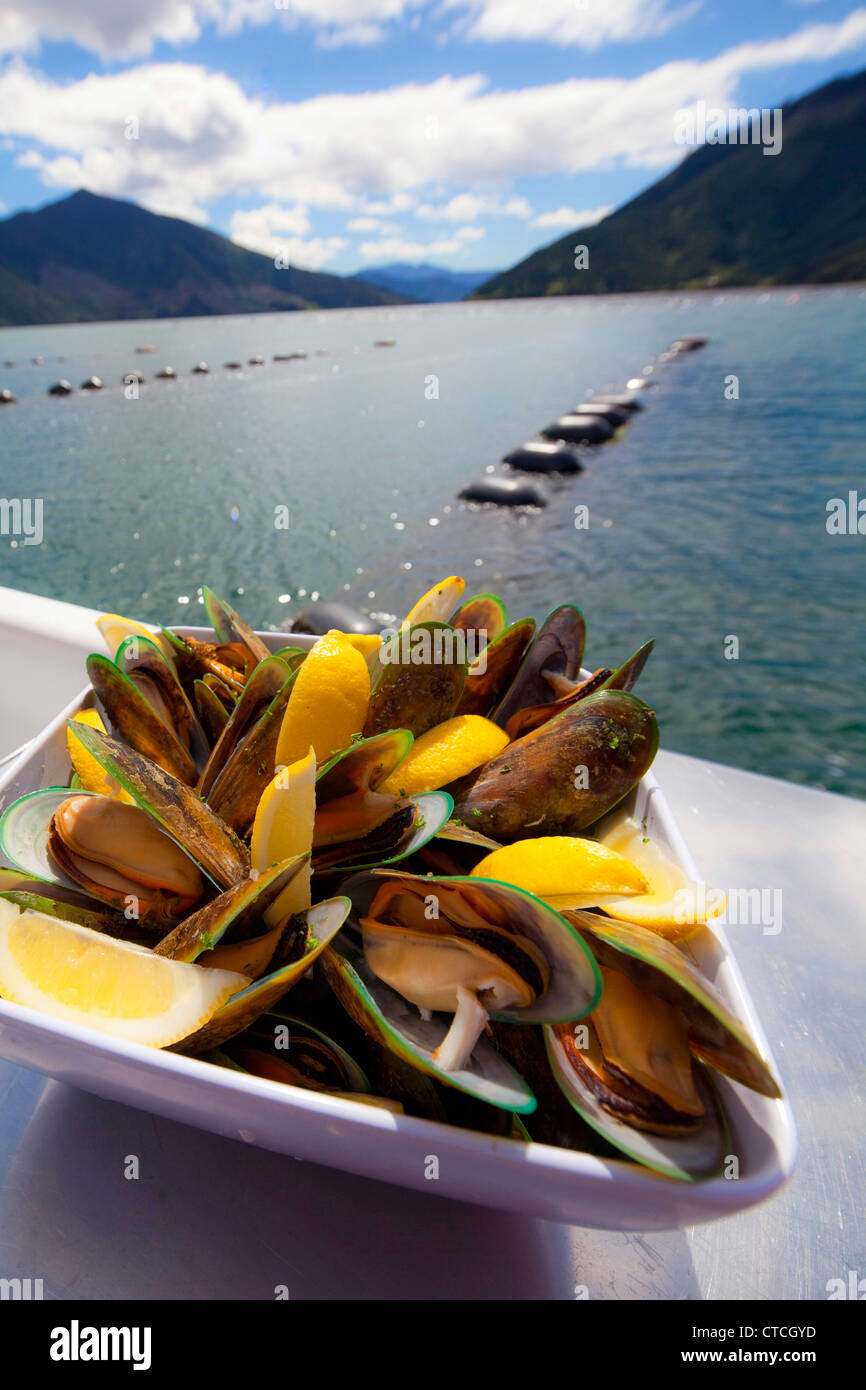 Greenshell Mussell, Croisière Kenepuru Sound, Marlborough, île du Sud, Nouvelle-Zélande Banque D'Images