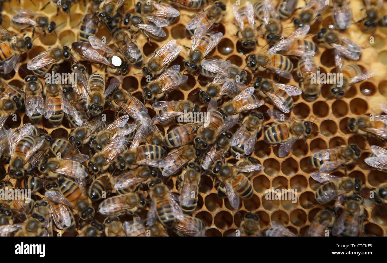 Reine des abeilles marquées de blanc sur une image dans une ruche couleur de marque indique l'année elle a éclos Banque D'Images