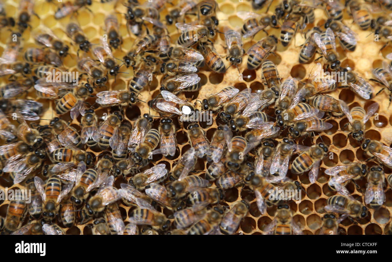 Reine des abeilles marquées de blanc sur une image dans une ruche couleur de marque indique l'année elle a éclos Banque D'Images