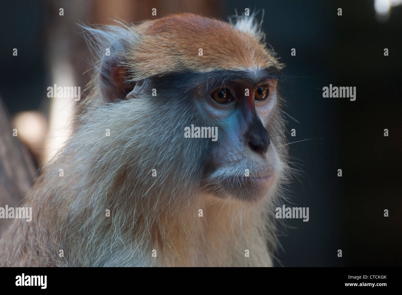 Close-up of a Patas singe. Banque D'Images