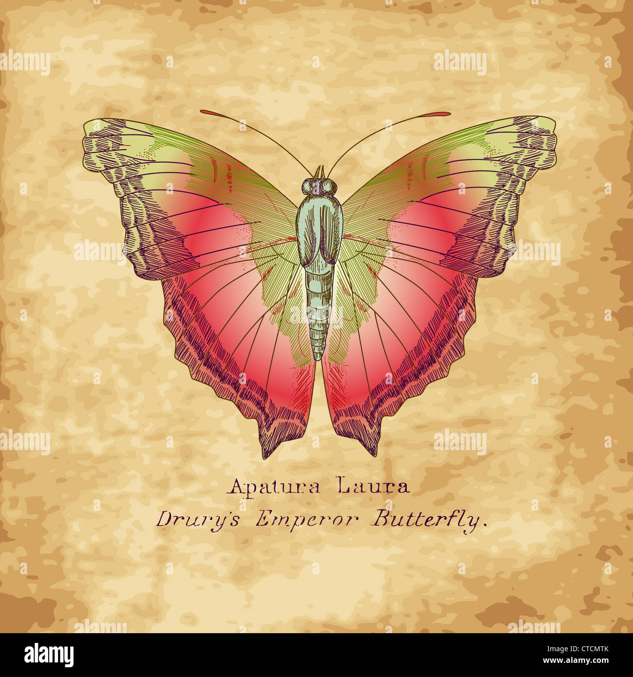Papillon dessiné à la main dans un style vintage Banque D'Images