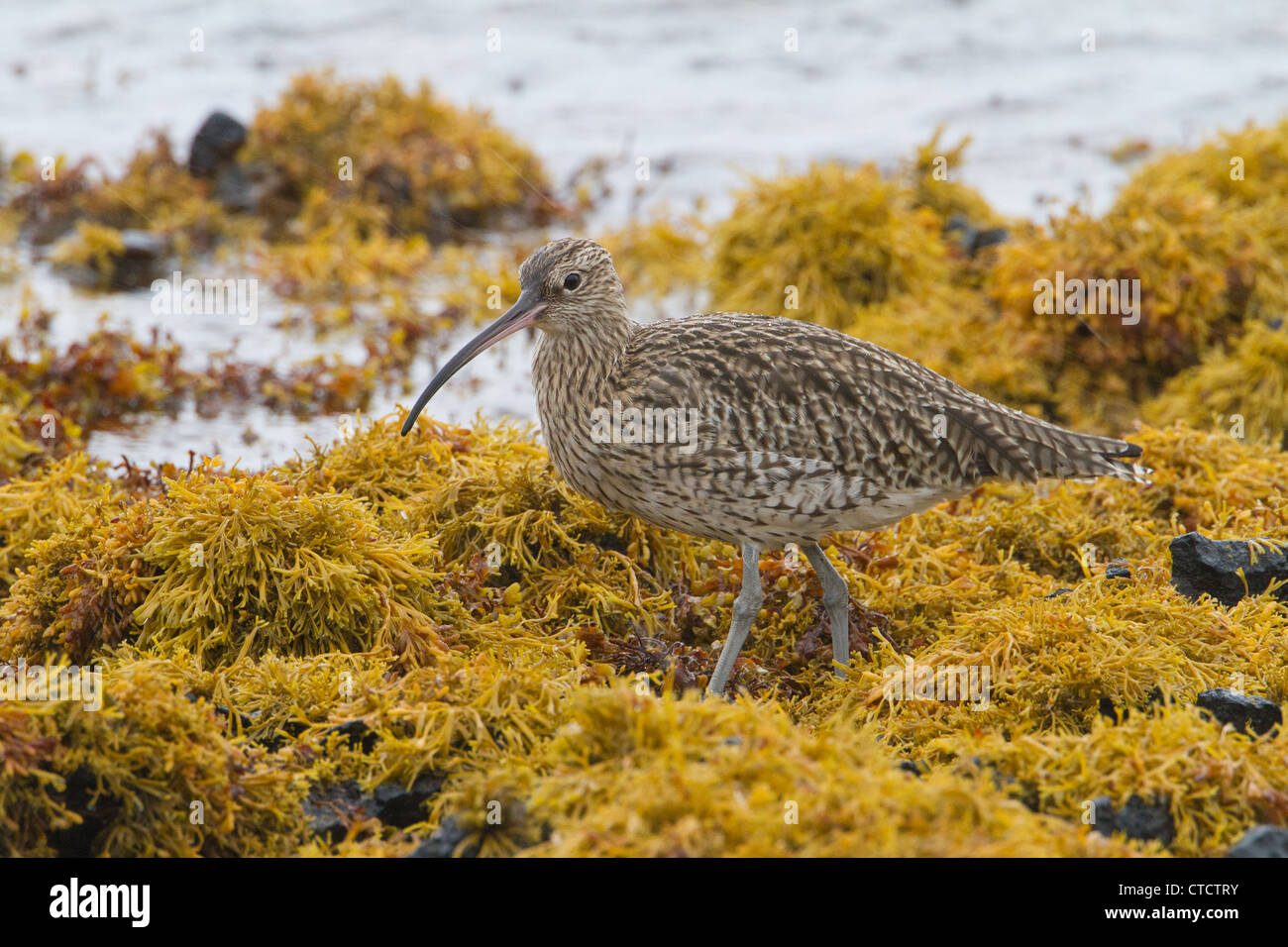 Courlis cendré Numenius arquata, sur la côte rocheuse Banque D'Images