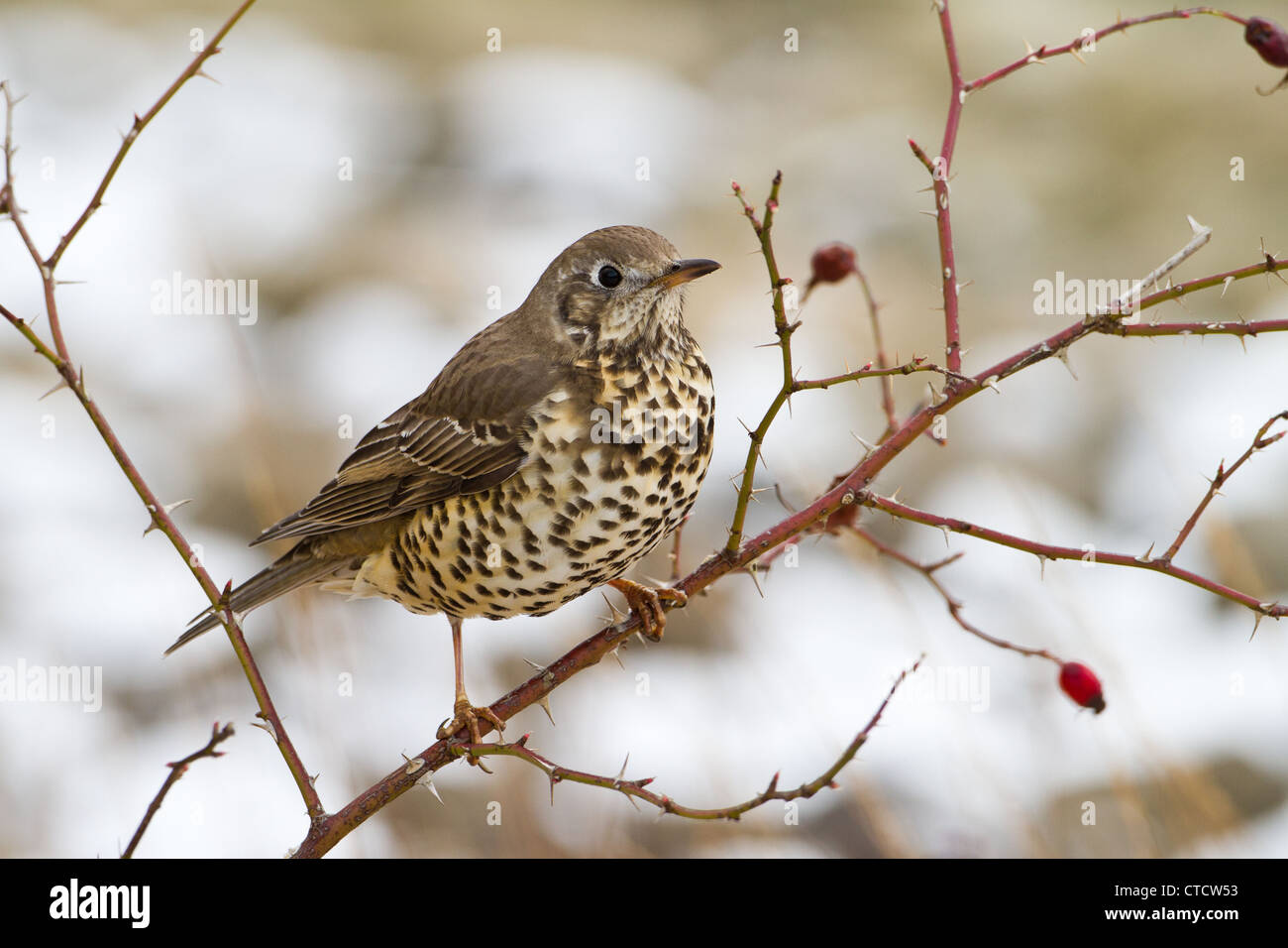 Mistle Thrush, Turdus viscivorus Banque D'Images