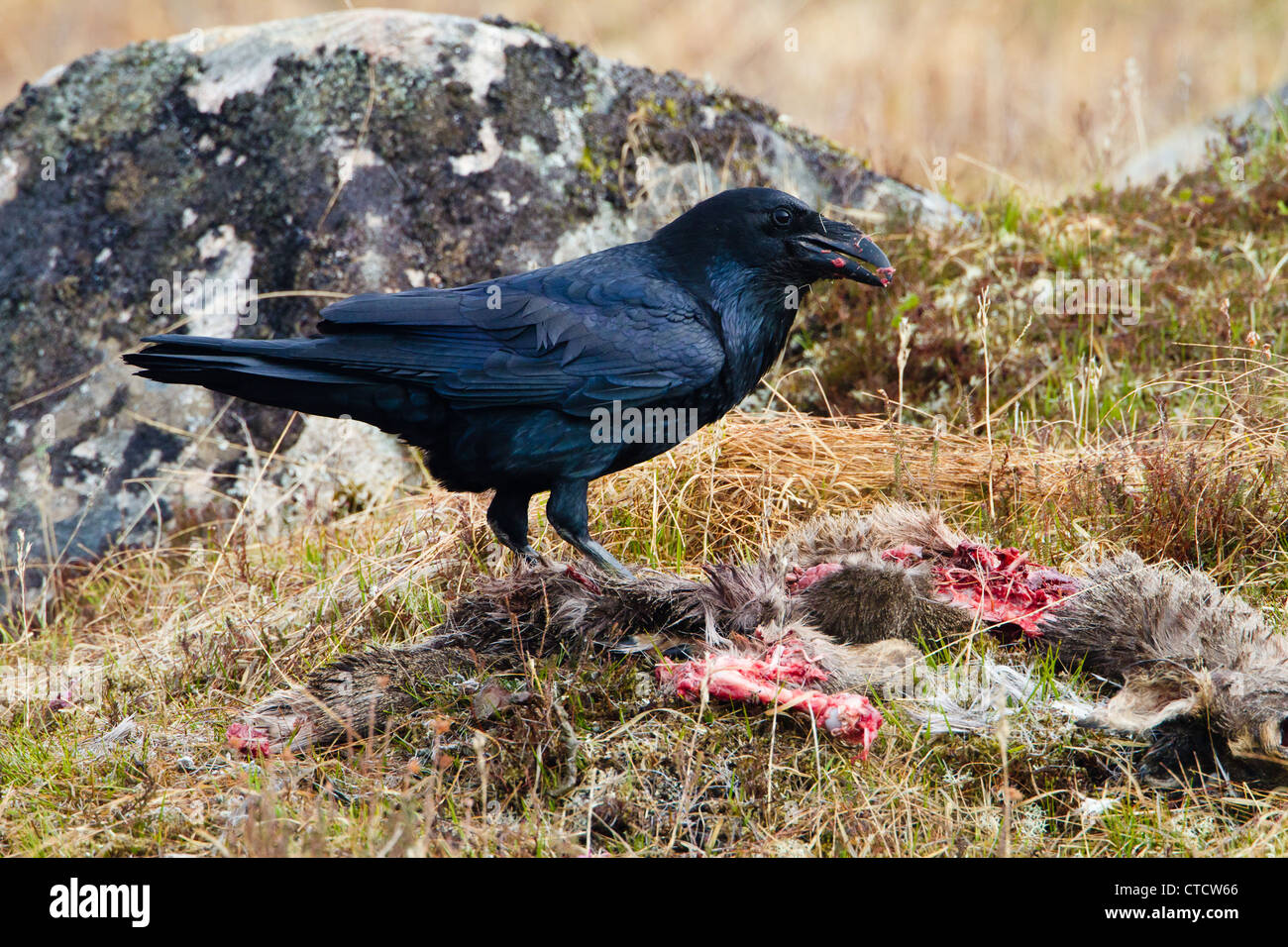 Grand Corbeau, Corvus corax se nourrissant de charogne deer Banque D'Images