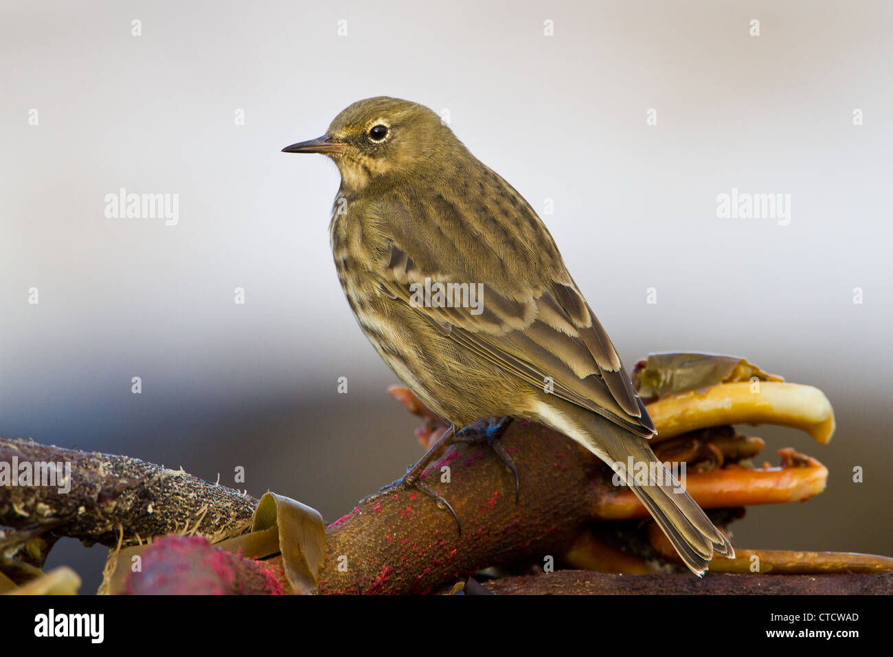 Pipit Anthus petrosus Rock, sur l'alque rivage Banque D'Images