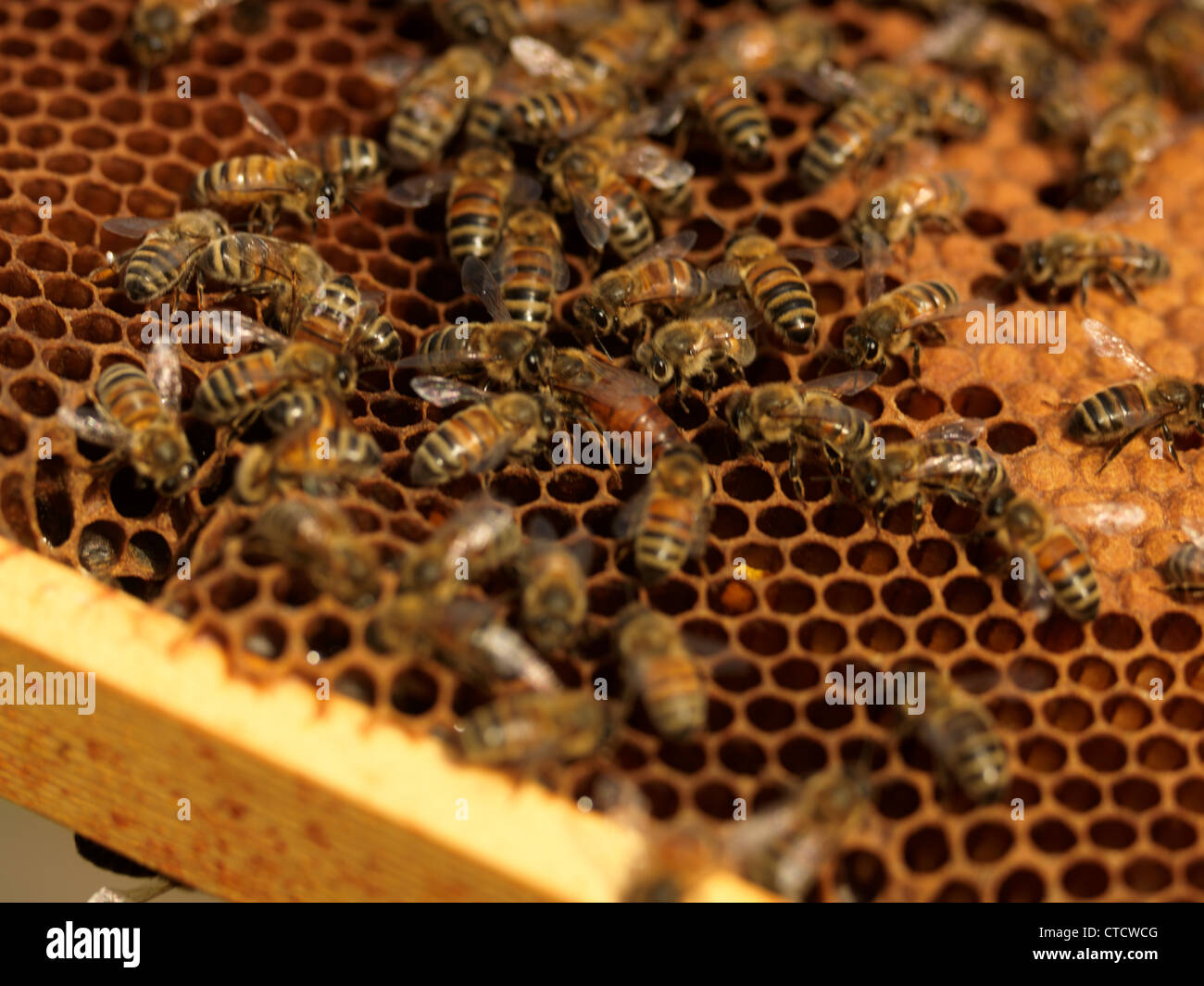 Reine des abeilles entourée de drones sur le châssis à l'Hive Banque D'Images