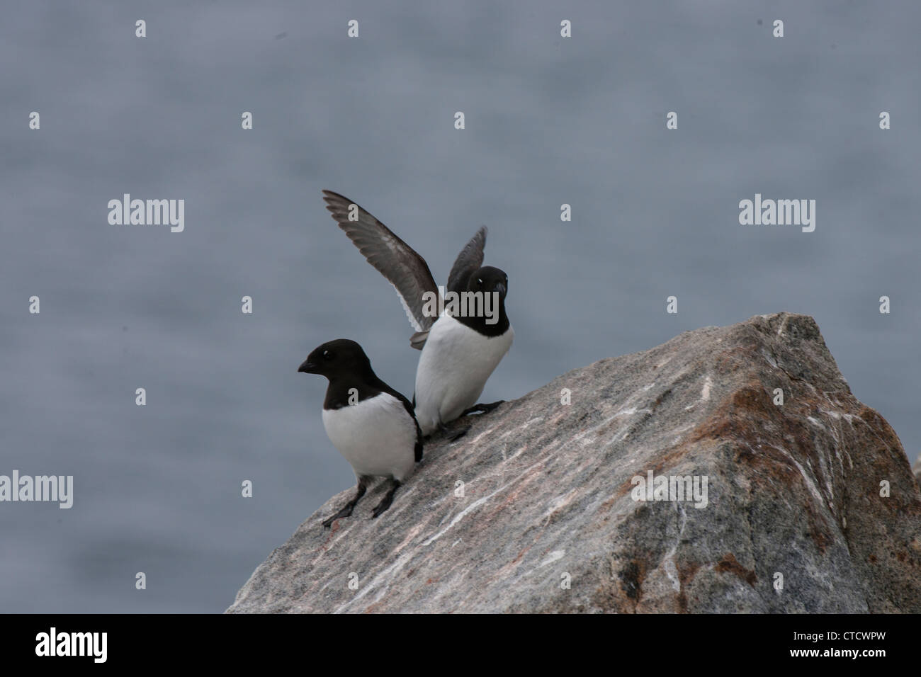 Peu d'alcidés (Alle alle) (alias le Mergule nain) sur les roches, Svalbard (Spitzberg), l'Arctique norvégien Banque D'Images