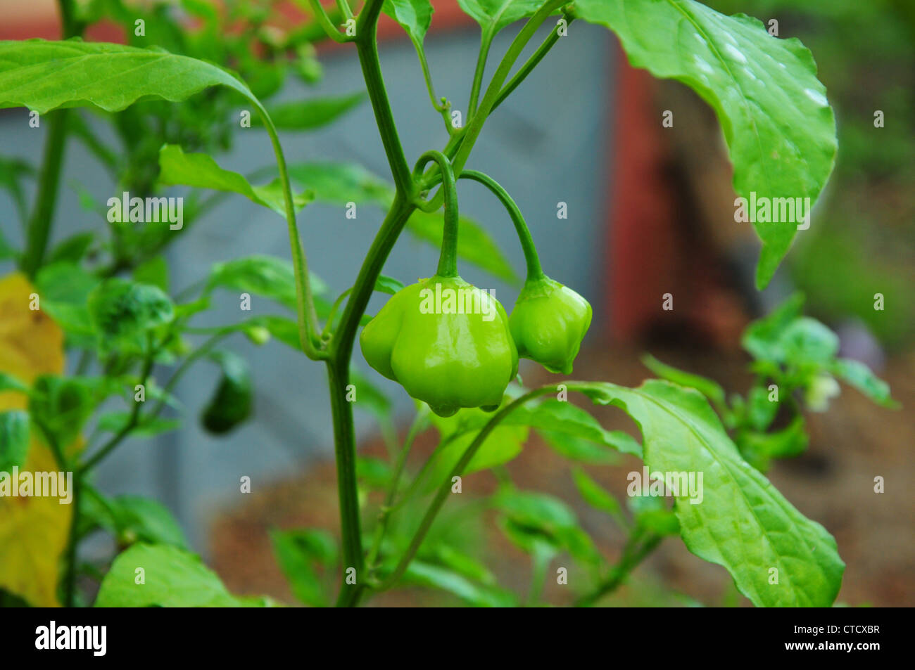 usine de capsicum Banque D'Images