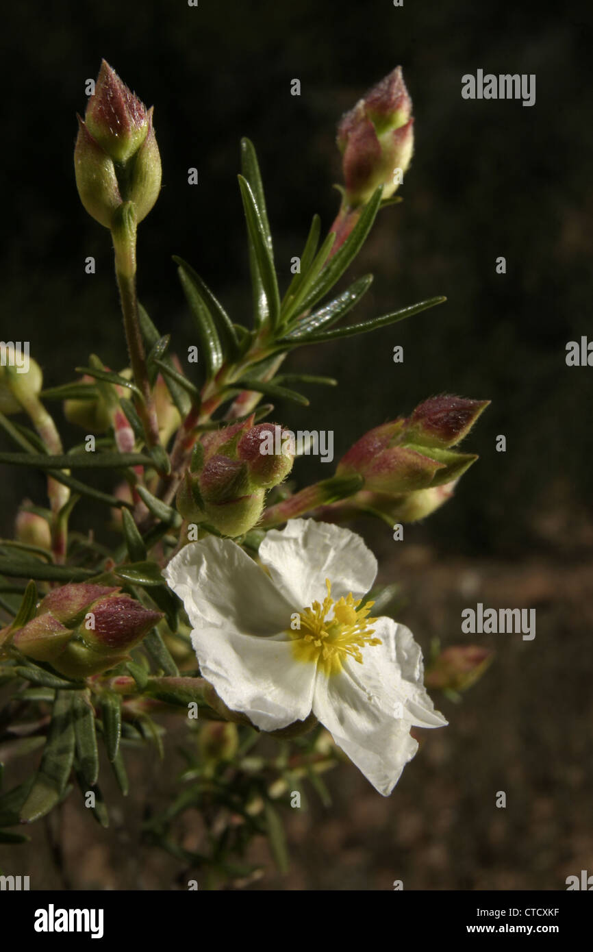 Photo : Steve Race - la fleur de la Ciste de Montpellier ou Montpellier ciste (cistus monspeliensis) croissant en Espagne. Banque D'Images