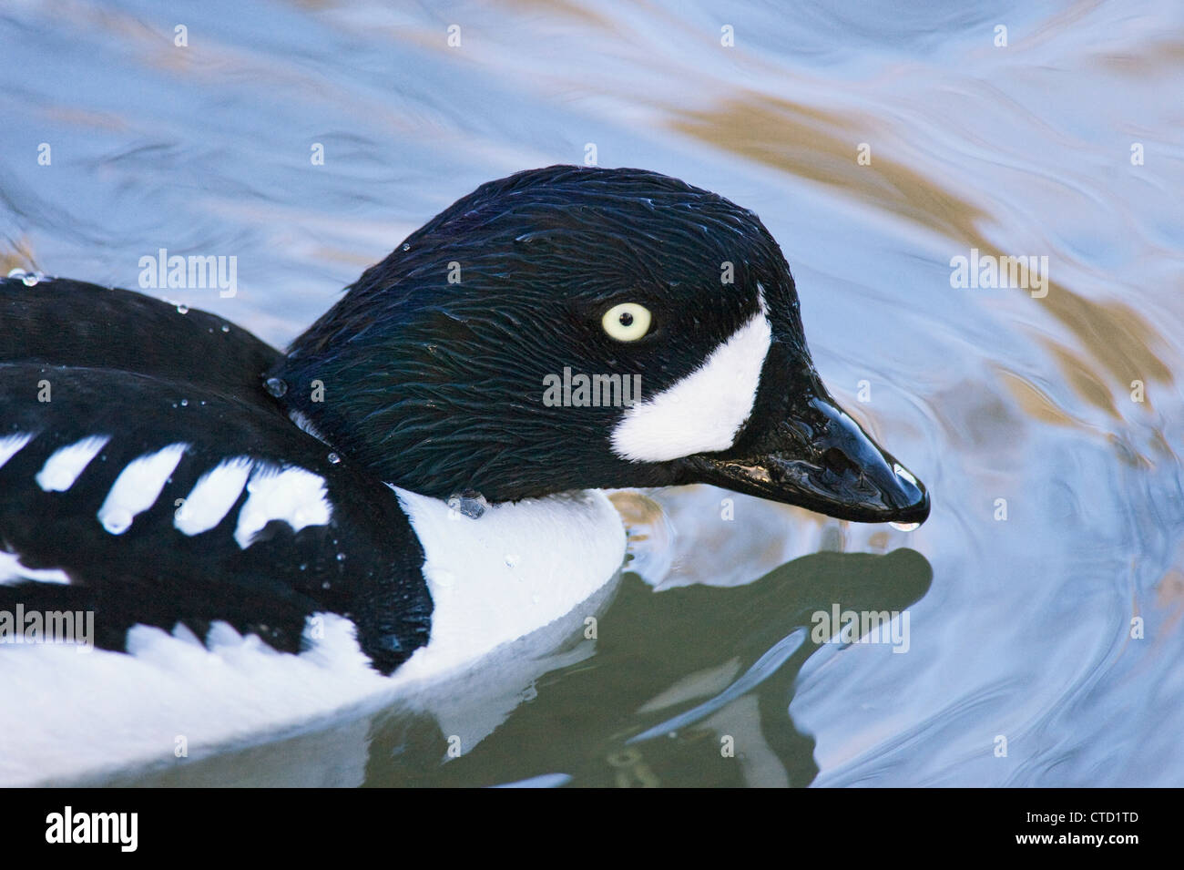 Une natation canard noir, l'Italie, de l'eau reflet Banque D'Images