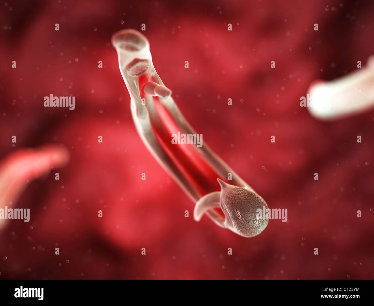 Fluke schistosomes artwork Banque D'Images