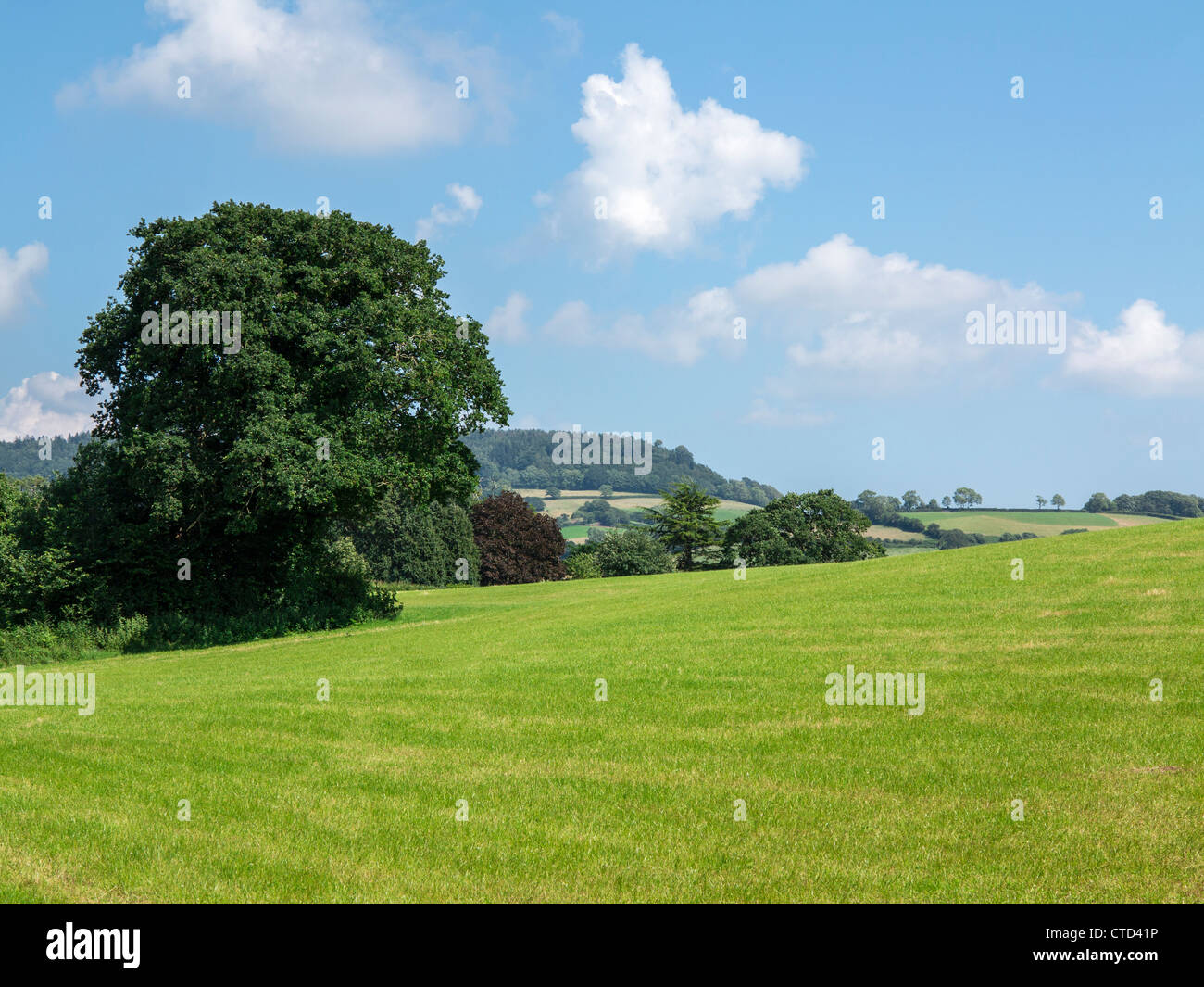 Scène rurale d'un champ d'herbe et de ciel bleu avec quelques nuages légers Banque D'Images