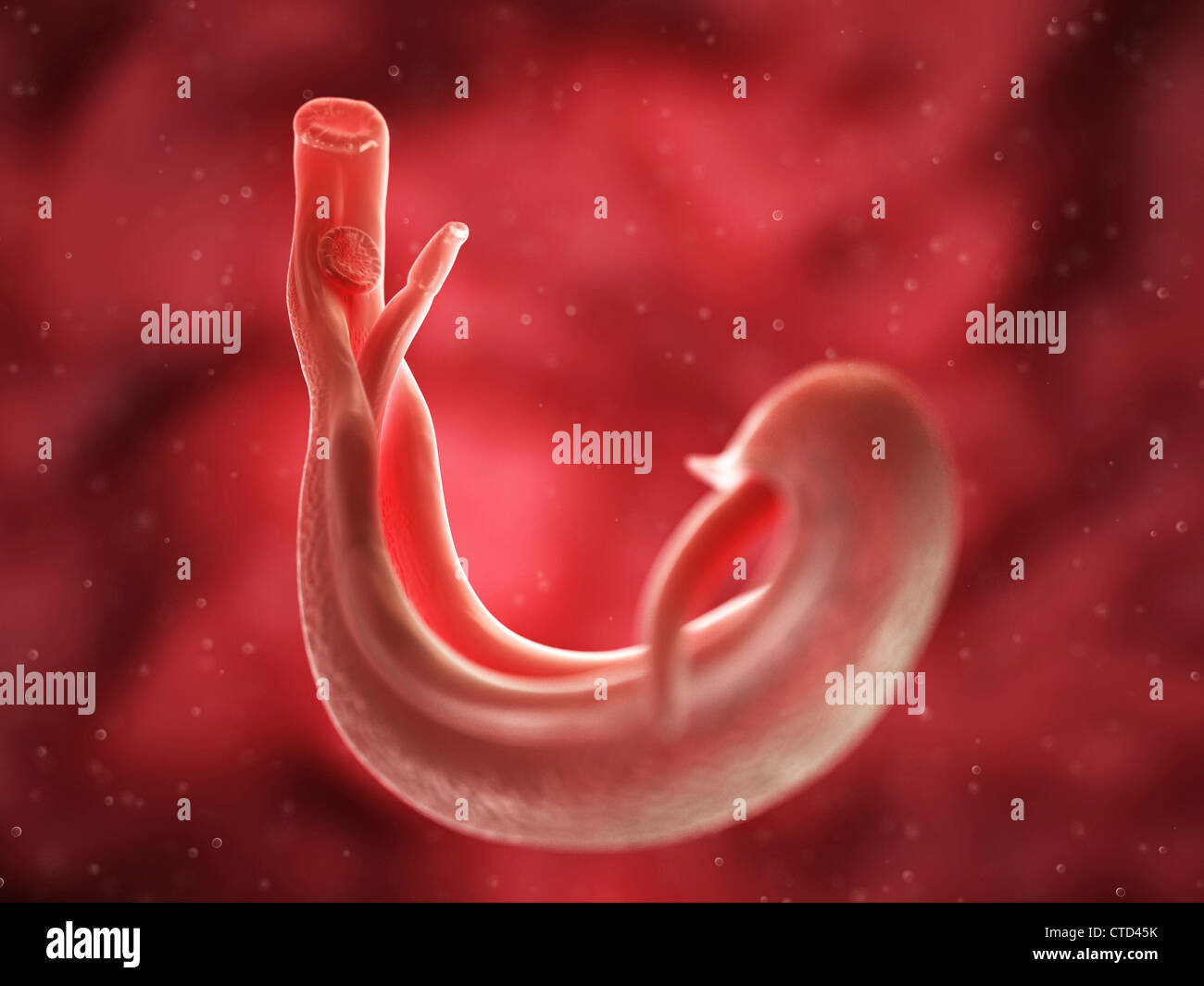 Fluke schistosomes artwork Banque D'Images