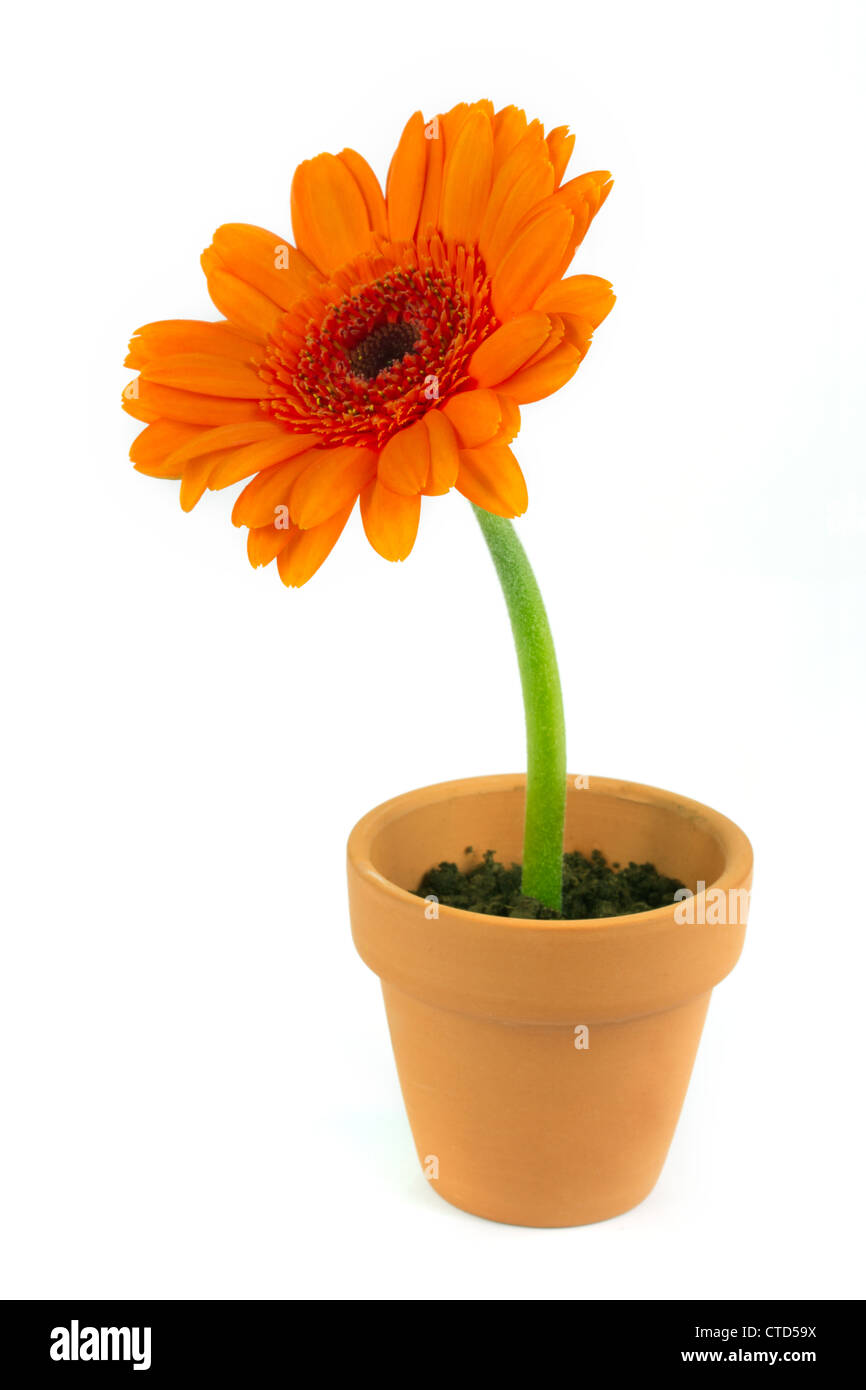 Gerbera Orange fleur dans un pot en terre cuite sur blanc Banque D'Images