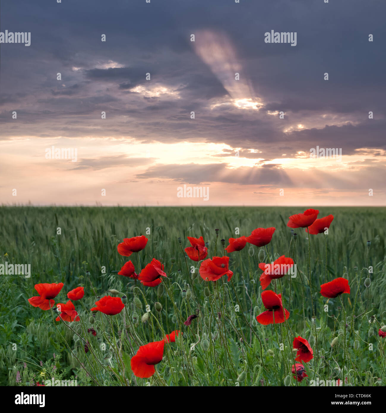 Coquelicots sur un champ vert avec des rayons de soleil à travers les nuages dans le ciel Banque D'Images