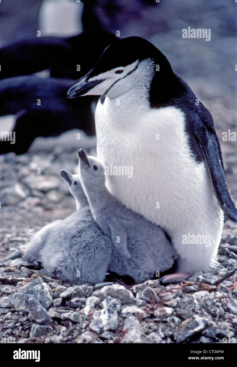 Une jugulaire Penguin prend soin de ses deux jeunes poussins dans un nid sur l'île Nelson, l'une des îles Shetland du Sud dans l'Antarctique. Banque D'Images